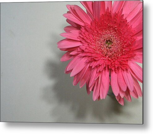 Pink Metal Print featuring the painting Pink Gerbera by Marna Edwards Flavell
