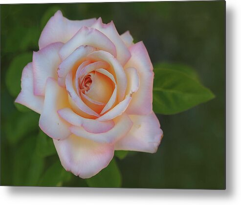 Pink Metal Print featuring the photograph Pink Rose by Rick Mosher