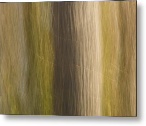 Tree Metal Print featuring the photograph Poplar by Margaret Denny