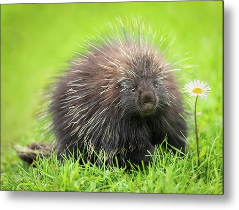 Canada Metal Print featuring the photograph Porcupine by Tracy Munson