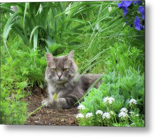 Cat Metal Print featuring the photograph Pretty Kitty - Charlie - Cat by MTBobbins Photography