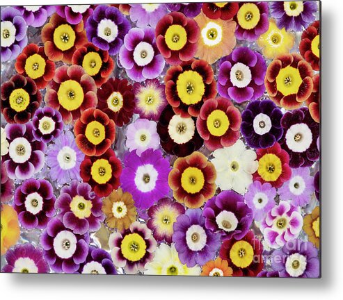 Primula Auricula Metal Print featuring the photograph Primula Auricula Pattern by Tim Gainey