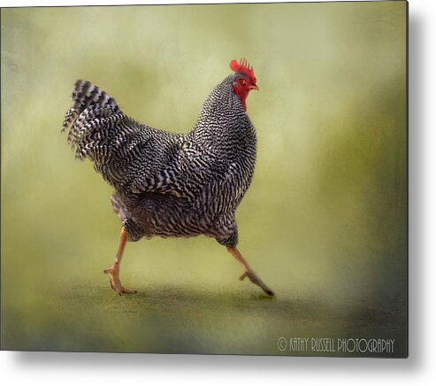 Chicken Metal Print featuring the photograph Put Your Right Foot In by Kathy Russell