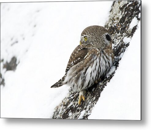 Pygmy Owl Metal Print featuring the photograph Pygmy Owl by Deby Dixon