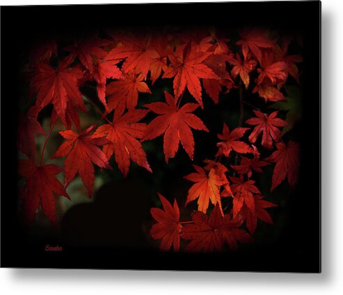 Red Metal Print featuring the photograph Red Momiji by Eena Bo