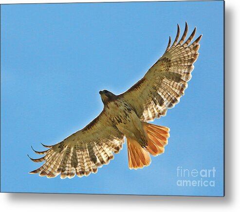 Birds Metal Print featuring the photograph Red Tailed Hawk 5834 by Jack Schultz