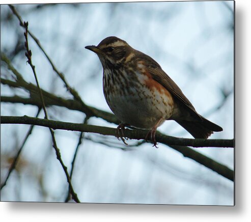 Redwing Metal Print featuring the photograph Redwing Perched by Adrian Wale