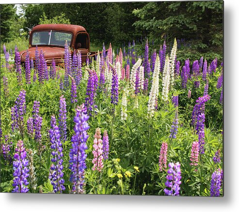 Lupines Metal Print featuring the photograph Roadside Attraction by Holly Ross