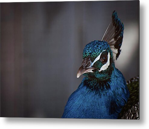 Photography Metal Print featuring the photograph Royal Plume by Kathleen Messmer