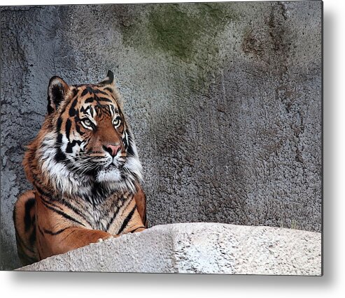 Tiger Metal Print featuring the photograph Royality by Cherie Duran