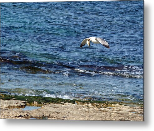 Seagull Metal Print featuring the photograph Seagull meal time 2 by Arik Baltinester