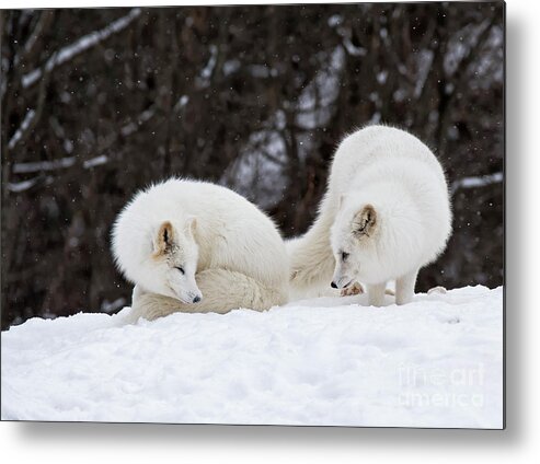 Nina Stavlund Metal Print featuring the photograph Sibling Love by Nina Stavlund