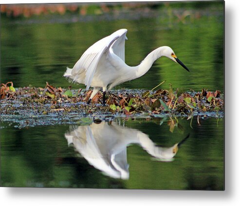 Bird Metal Print featuring the photograph Snowy Egret Looking for Food by DB Hayes