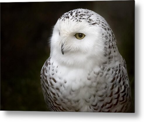 Snowy Owl Metal Print featuring the photograph Snowy by Randy Hall