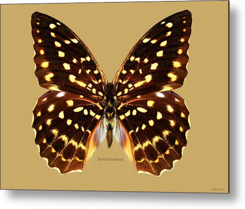 Speckled Hen Butterfly Metal Print featuring the digital art Speckled Hen Butterfly by Walter Colvin