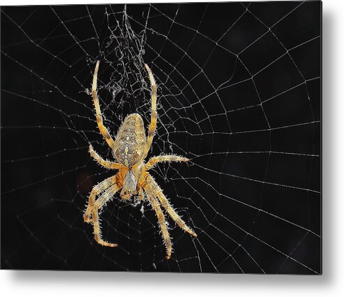 Spider Metal Print featuring the photograph Spider and Web by Jeff Townsend