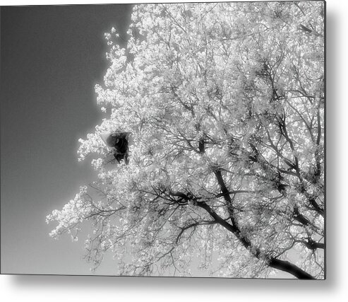 Black And White Metal Print featuring the photograph Spiderman In A Tree 2 by Lyle Crump