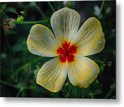 Flowers Metal Print featuring the photograph Splash Of Red by Elaine Malott