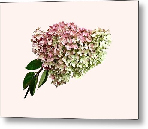 Hydrangea Metal Print featuring the photograph Sprig of Hydrangea by Susan Savad