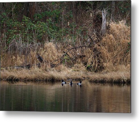 Ring-necked Ducks Metal Print featuring the photograph Spring Team by I'ina Van Lawick