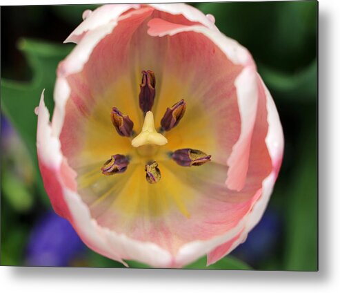 Tulip Metal Print featuring the photograph Spring Tulips 174 by Pamela Critchlow