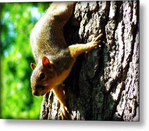 Squirrel Metal Print featuring the photograph Squirrel Contact by Susie Weaver