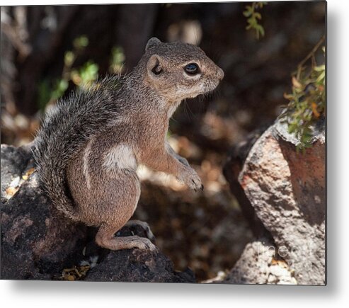 Antelope Ground Squirrel Metal Print featuring the photograph Squirrel in summer light by Ruth Jolly