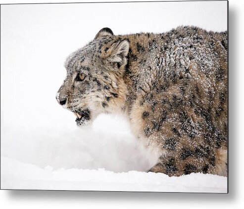 Snow Leopard Metal Print featuring the photograph Stalking Snow Leopard by Athena Mckinzie