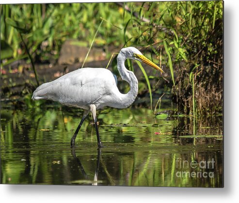 Cheryl Baxter Photography Metal Print featuring the photograph Stunning Egret by Cheryl Baxter