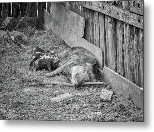 Suidae Metal Print featuring the photograph Suidae by Steven Michael