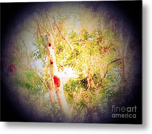 Tree Metal Print featuring the photograph Sumac Tree In The Sunlight by Debra Lynch