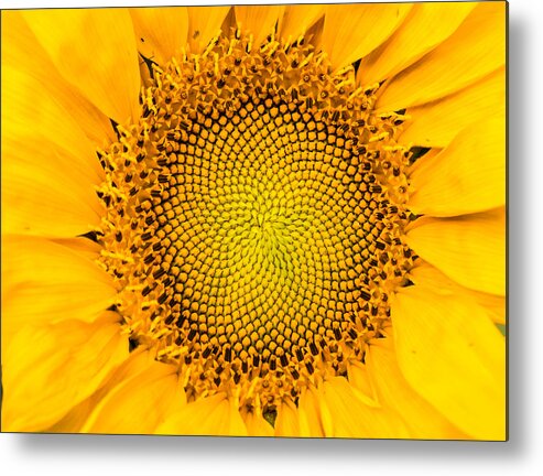 Sunrise Metal Print featuring the photograph Sunflower Mandala by Mindy Musick King