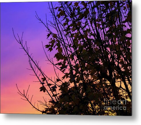 Trees Metal Print featuring the photograph Sunset behind trees by Colin Rayner