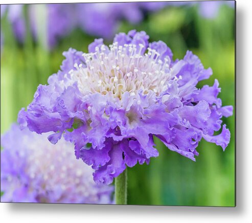 Flower Metal Print featuring the photograph Sweet Petal by Nick Bywater