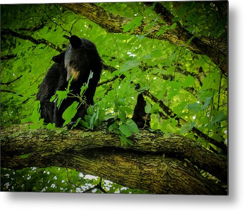 Bear Metal Print featuring the photograph Tea for two by Susan Harris