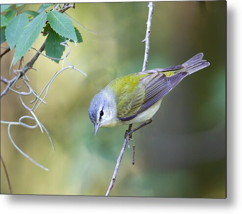  Metal Print featuring the photograph Tennessee Warbler by Jim E Johnson