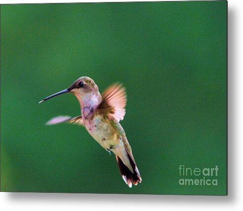 Hummingbird Metal Print featuring the photograph That was Yummy by Jeff Swan