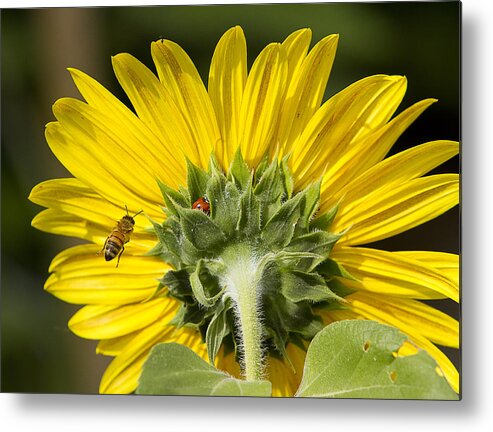 Ladybugs Metal Print featuring the photograph The Bee Lady Bug and Sunflower by James BO Insogna