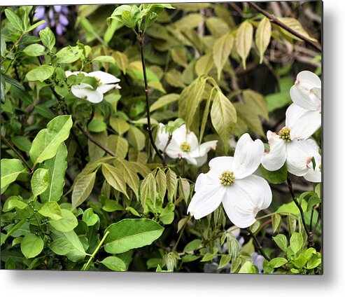 The Dogwood Jungle Metal Print featuring the photograph The Dogwood Jungle by JC Findley