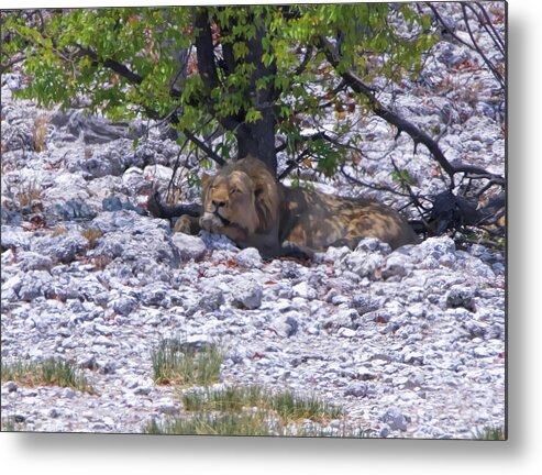 Namibia Metal Print featuring the photograph The Lazy Lion by Ernest Echols