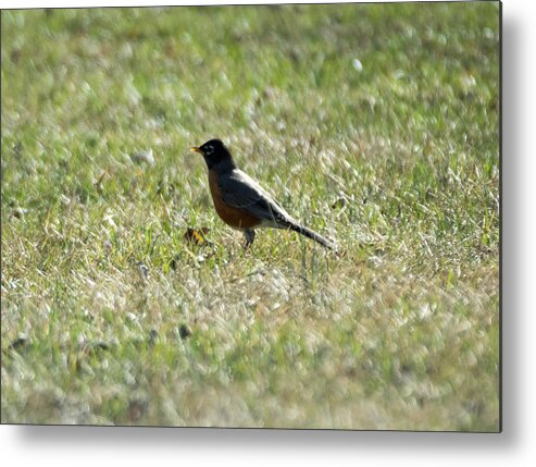 American Robin Metal Print featuring the photograph The Lone Robin by Holden The Moment