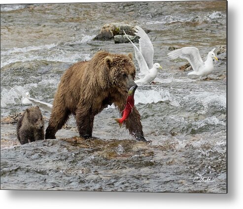 Alaska Metal Print featuring the photograph The Plight of the Sockeye by Cheryl Strahl