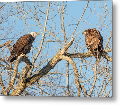 American Bald Eagles Metal Print featuring the photograph The Stare Down 2017-1 by Thomas Young