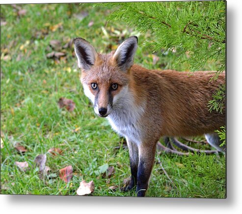 Animals Metal Print featuring the photograph The Stare by Mark Egerton