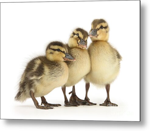 Three Mallard Metal Print featuring the photograph Three little ducklings by Warren Photographic