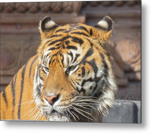 Tiger Metal Print featuring the photograph Tiger by Dart Humeston