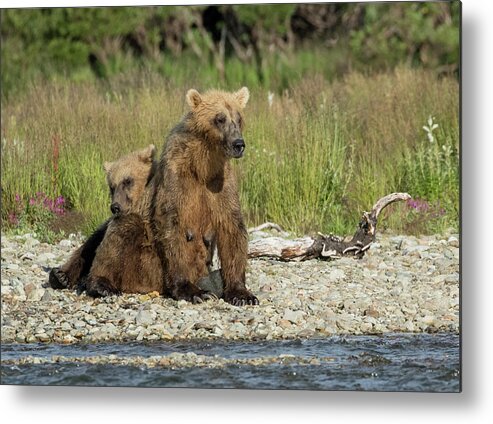 Alaska Metal Print featuring the photograph Time For a Nap by Cheryl Strahl