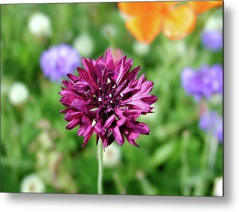 Flowers Metal Print featuring the photograph Tiny Flower by Arthur Fix