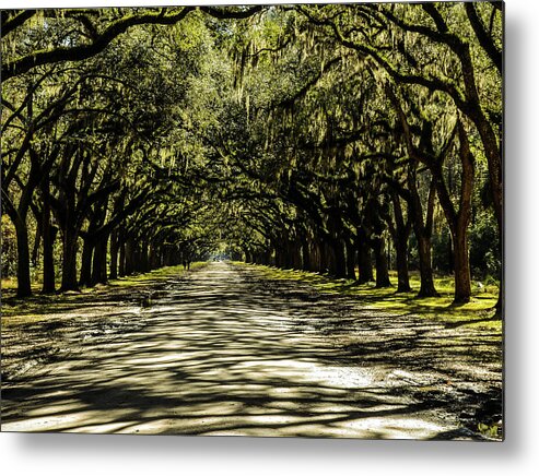 Trees Metal Print featuring the photograph Tree Covered Approach by Chuck Brown