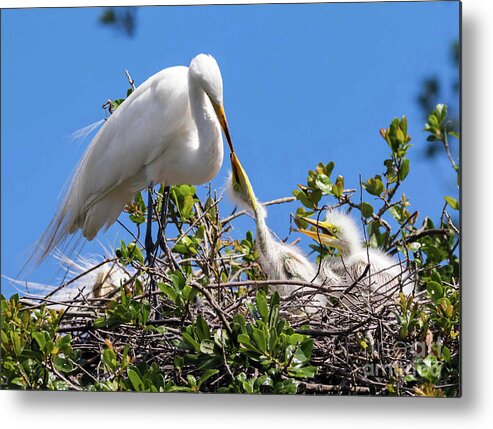 Egrets Metal Print featuring the photograph Unconditional Love by DB Hayes